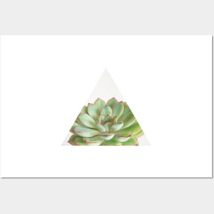 Green Succulent Posters and Art